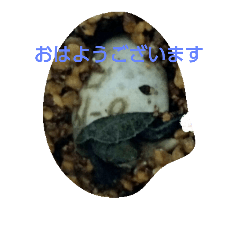 my pets stamp