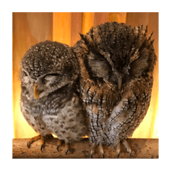 two owls