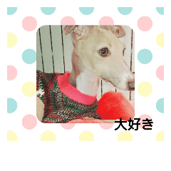 sizuku love