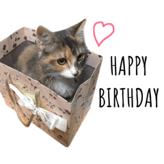 sticker of 4 cats