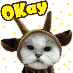 我很帥,BUT我很兇