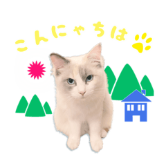 cat shiratama daily life