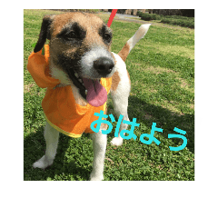 JRT dog