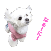 maltese poco