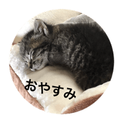 uchinocats2