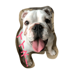 I Love Bulldog!!