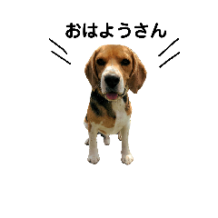 ビーグル犬　ひなたのスタンプ