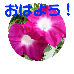 summer flower greeting in Japanese