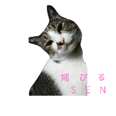hanaSEN cat Sticker