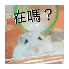 My hamster Mochi