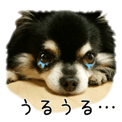 かわいい わんこ チワワ Line スタンプ Line Store