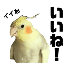 オカメインコの日常スタンプ パート2 Line スタンプ Line Store オカメインコの日常スタンプ パート2 Line スタンプ Line Store