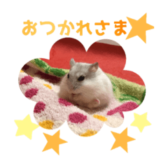 yukimi-ham
