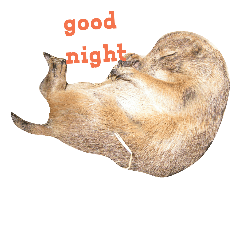 prairie dog&dog