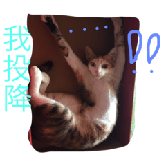 多利、Dede 、鐺鐺、默默