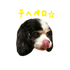 Maro, Cavalier King Charles Spaniel
