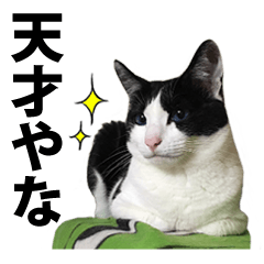 音(おん)ちゃん猫スタンプ☆大阪弁【写真】