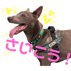 オーストラリアンケルピー銀3 Line スタンプ Line Store オーストラリアンケルピー銀3 Line スタンプ Line Store