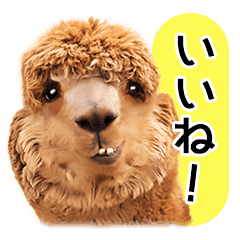 かわいい動物たちの日常会話 Line スタンプ Line Store