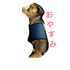 chokochan2