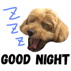 Cocoa stump