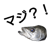sea bass fishing