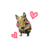 DEGU with RABBIT