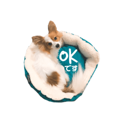 papillon dog Arrow
