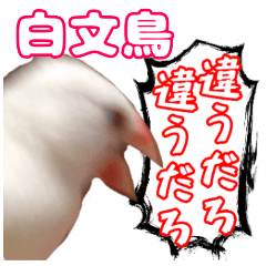 Java sparrow of seal