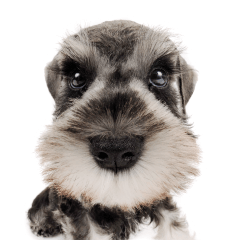 THE DOG Miniature Schnauzer sticker – LINE stickers LINE STORE
