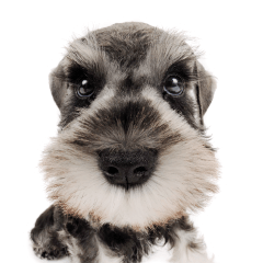 THE DOG Miniature Schnauzer sticker