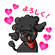 Toy Poodle Yutaka