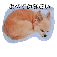 Chihuahua is El-chan