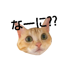 P- of a cat.