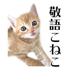 Kitten's honorific stamp