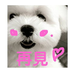 March puppy expression chinese