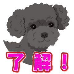 It is Coco of Toy Poodle 1