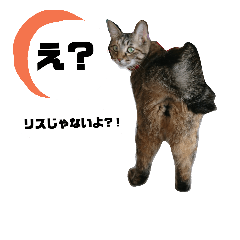 Syaba!