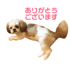 Shih Tzu - Omichi