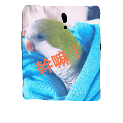 Miyako&parrot