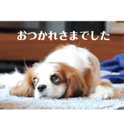 LEONtoKOMUII