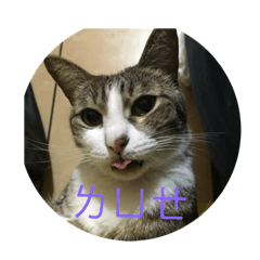 Rain cat