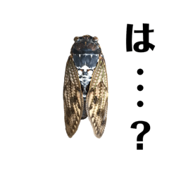 Frog Lizard Cicada