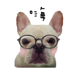 哈弟日常