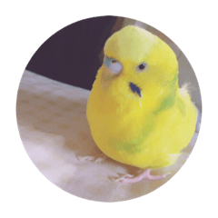 yoshiko's friends 1.5