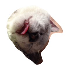 cats!!!!!*