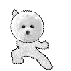 Bichon Frize animation