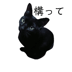 鍵しっぽのこた Line スタンプ Line Store 鍵しっぽのこた Line スタンプ Line Store