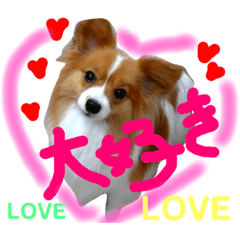 Stamp for the cute pet dog Papillon