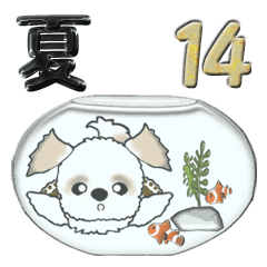 Shih Tzu dog (summer season 2) vol.14